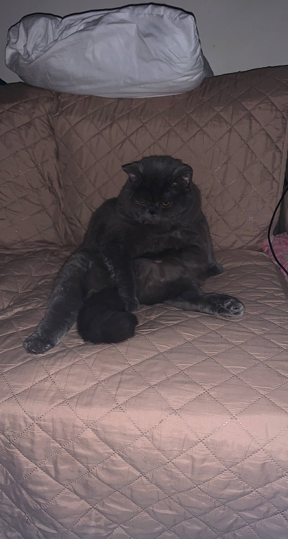 Raziel a rejoint le concours — aidez-le/la à gagner de superbes lots ! black_cat, bombay, canidae, carnivore, cat, comfort, dog_breed, felidae, floor, flooring, fur, grey, small_to_medium_sized_cats, snout, sporting_group, tail, terrestrial_animal, tints_and_shades, whiskers, wood