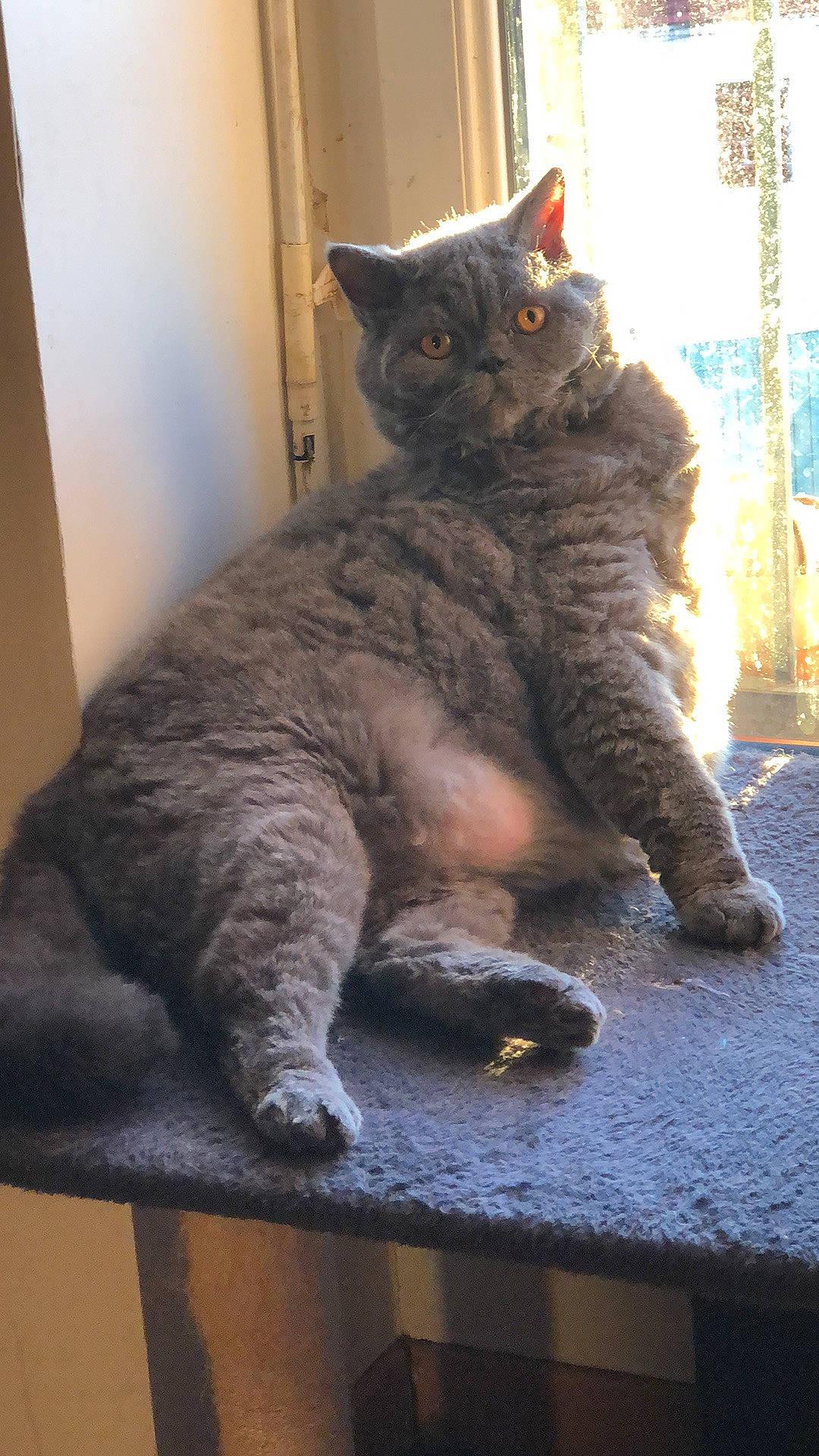 Raziel participe au concours pour gagner de l'argent avec cette photo : black_cat, carnivore, cat, chartreux, claw, domestic_short_haired_cat, felidae, fur, grey, paw, sitting, small_to_medium_sized_cats, snout, tail, whiskers, window