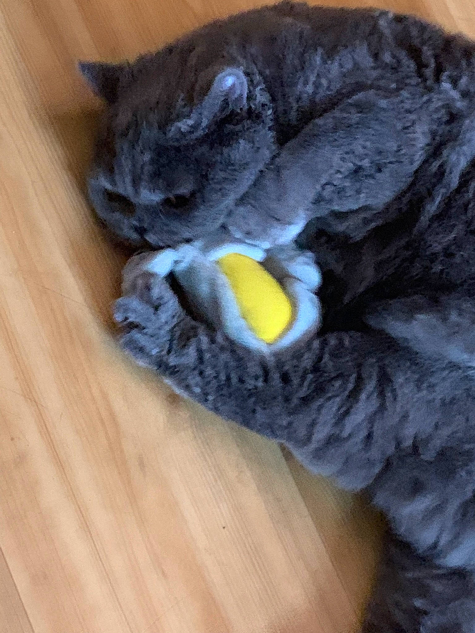 Raziel a rejoint le concours — aidez-le/la à gagner de superbes lots ! carnivore, cat, cat_toy, comfort, domestic_short_haired_cat, fawn, felidae, flooring, grey, hardwood, russian_blue, small_to_medium_sized_cats, snout, tail, toy, whiskers, wood, wood_stain, wool, woolen