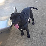 Saphir a rejoint le concours — aidez-le/la à gagner de superbes lots ! animal, black_dog, canine, daylight, dog, friendly, grassless_ground, happy, harness, leisure, mammal, outdoor, park, pet, playground, slide, standing, tail, tongue_out, walking