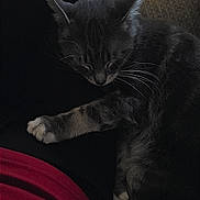 Rebal is registered to the contest to win money with this photo: cat, sleeping, paw, leg, person, cozy, indoor, resting, feline, fur, whiskers, dark, comfort, relaxation, home, animal, cute, pet, nap, companion