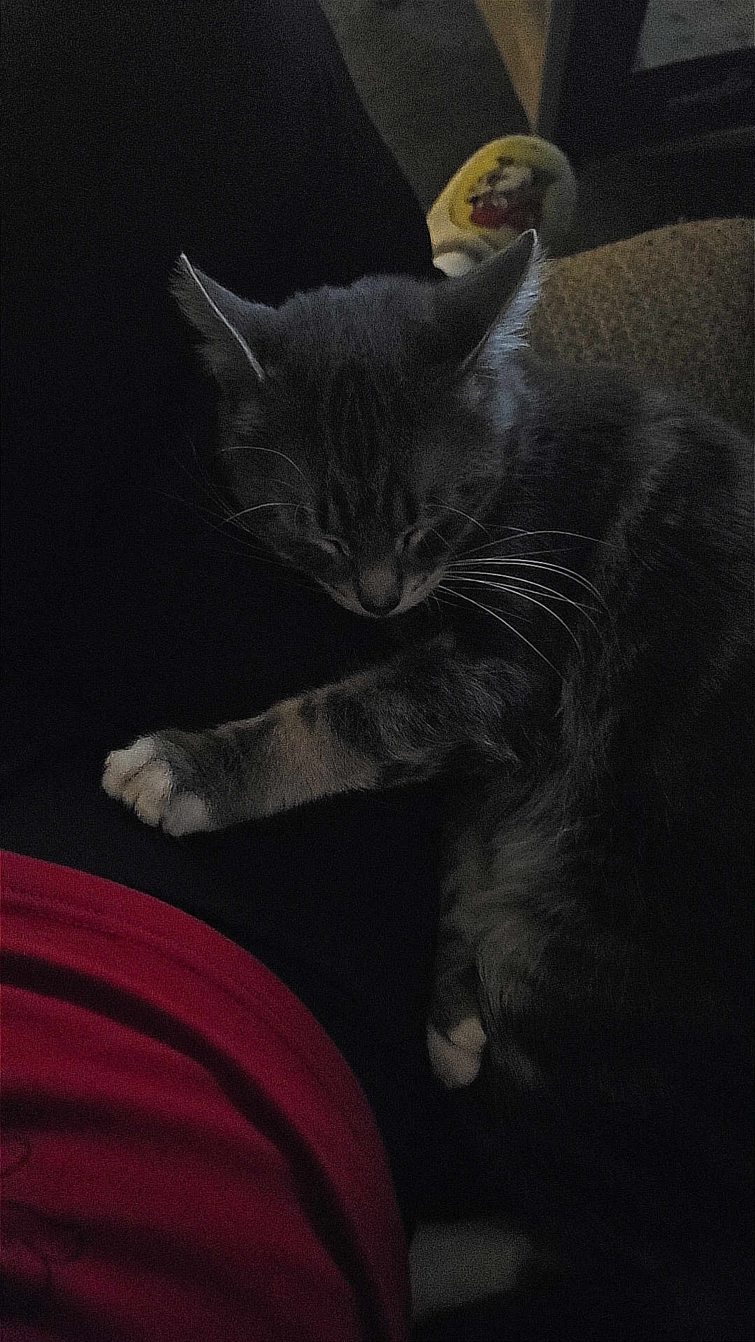 Rebal is registered to the contest to win money with this photo: cat, sleeping, paw, leg, person, cozy, indoor, resting, feline, fur, whiskers, dark, comfort, relaxation, home, animal, cute, pet, nap, companion