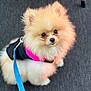 Aston a rejoint le concours — aidez-le/la à gagner de superbes lots ! adorable, animal, black, blue, canine, cute, dog, floor, fluffy, fur, harness, indoor, leash, looking_up, pet, pink, pomeranian, puppy, sitting, small