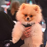 Aston participe au concours pour gagner de l'argent avec cette photo : adorable, animal, black_clothing, blurred_background, bracelet, cute, dog, face, fluffy, fur, hand, holding, indoor, mammal, person, pet, pomeranian, portrait, puppy, small_dog