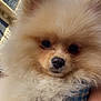 accessory, animal, building, closeup, companion, curious, cute, daylight, dog, face, fluffy, fur, hand, outdoor, pet, pomeranian, portrait, sky, small_dog, watch