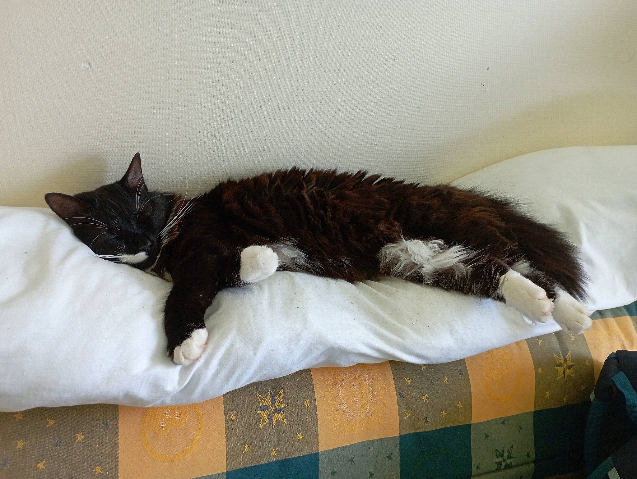 Bounty a rejoint le concours — aidez-le/la à gagner de superbes lots ! bed, bedding, black_cat, carnivore, cat, cat_bed, cat_supply, claw, comfort, couch, domestic_short_haired_cat, felidae, fur, linens, room, small_to_medium_sized_cats, tail, terrestrial_animal, textile, whiskers