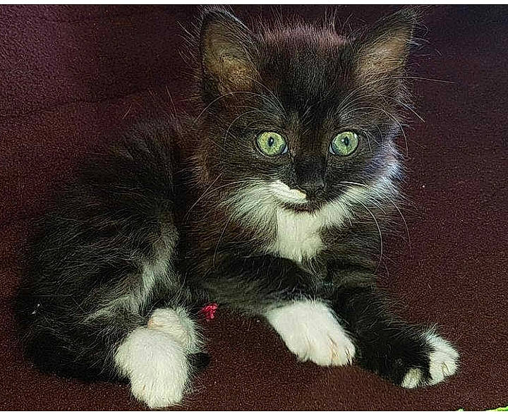 Bounty participe au concours pour gagner de l'argent avec cette photo : art, art_paint, carnivore, cat, cat_supply, claw, domestic_short_haired_cat, felidae, fur, illustration, painting, paw, photo_caption, rectangle, small_to_medium_sized_cats, snout, tail, terrestrial_animal, whiskers, window