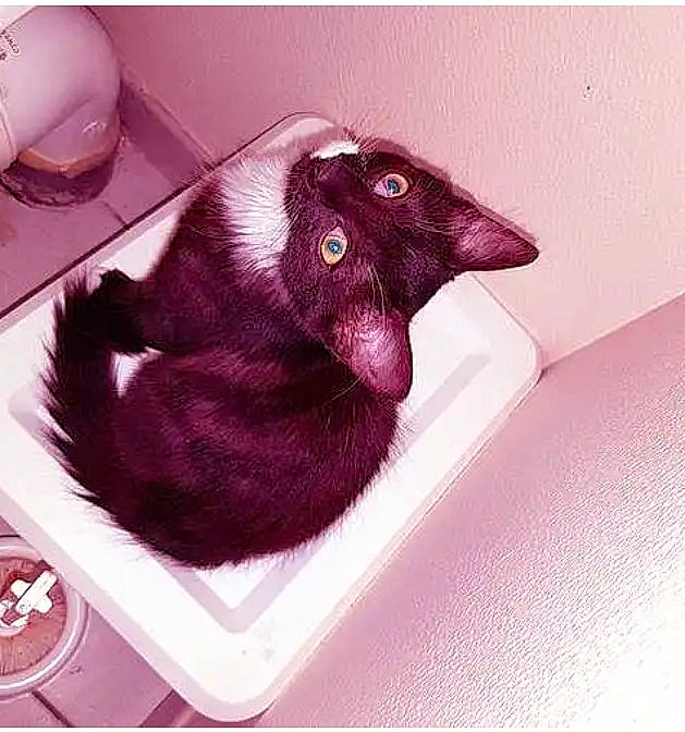 Bounty a rejoint le concours — aidez-le/la à gagner de superbes lots ! black_cat, bombay, carnivore, cat, domestic_short_haired_cat, eyelash, felidae, fur, liver, magenta, paw, pink, purple, rectangle, serveware, small_to_medium_sized_cats, snout, tail, violet, whiskers