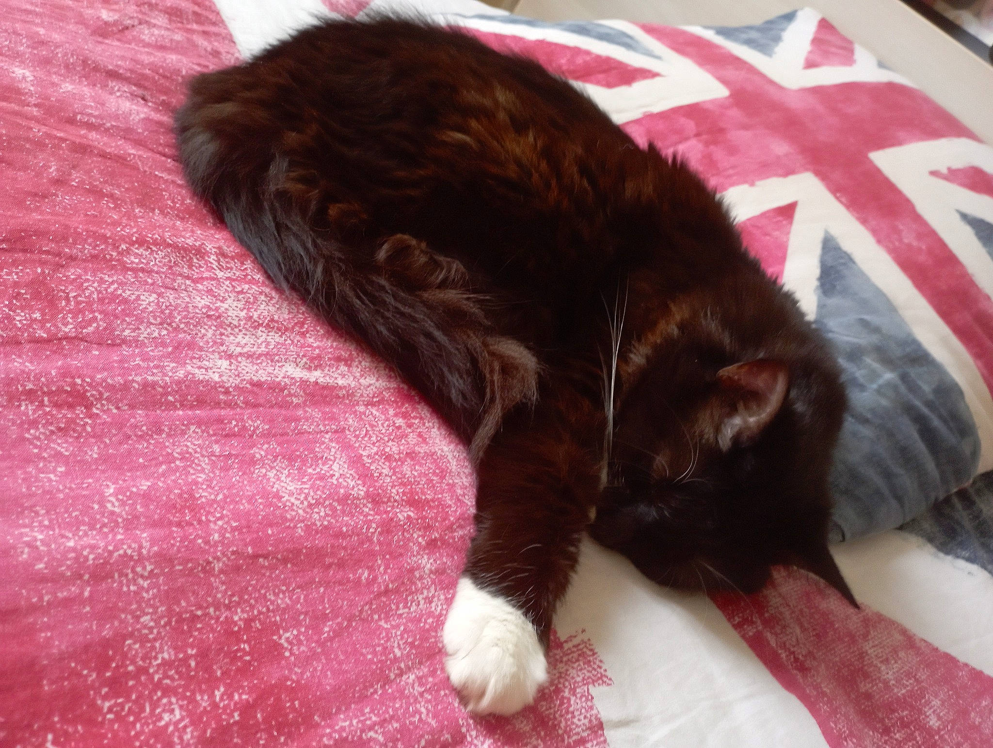 Bounty a rejoint le concours — aidez-le/la à gagner de superbes lots ! black_cat, brown, canidae, carnivore, cat, claw, comfort, dog_breed, domestic_short_haired_cat, felidae, flooring, fur, linens, liver, nap, small_to_medium_sized_cats, snout, sporting_group, tail, whiskers