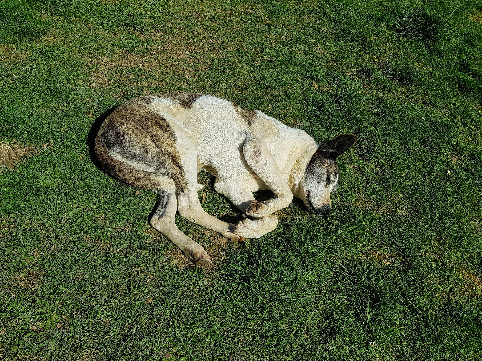 Zeina participe au concours pour gagner de l'argent avec cette photo : canidae, carnivore, dog, dog_breed, fawn, grass, mammal, pasture, sporting_group, tail, vertebrate, whippet
