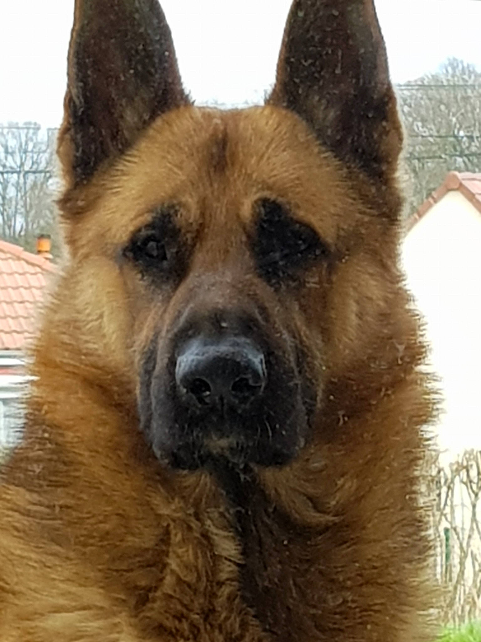 Marley participe au concours pour gagner de l'argent avec cette photo : ancient_dog_breeds, belgian_shepherd, belgian_shepherd_malinois, bohemian_shepherd, canidae, carnivore, dog, dog_breed, east_european_shepherd, german_shepherd_dog, king_shepherd, kunming_wolfdog, laekenois, mammal, norwegian_elkhound, old_german_shepherd_dog, rare_breed_dog, shiloh_shepherd_dog, snout, vertebrate