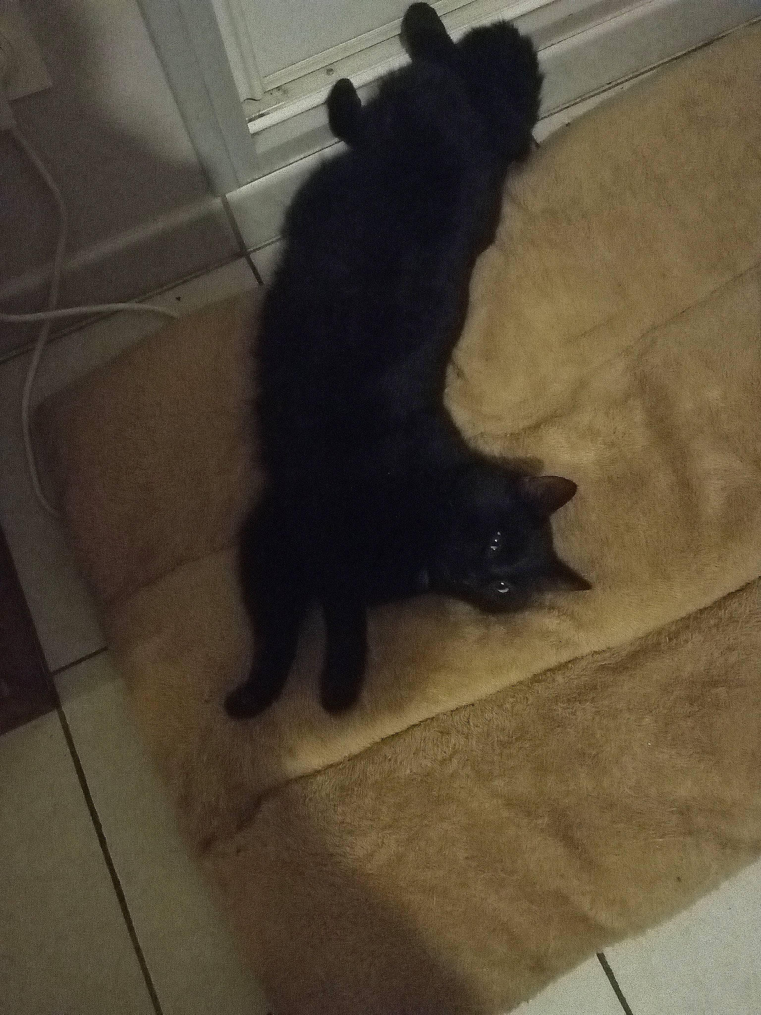 Bob participe au concours pour gagner de l'argent avec cette photo : black_cat, bombay, canidae, carnivore, cat, claw, dog_breed, domestic_short_haired_cat, felidae, floor, flooring, fur, hardwood, small_to_medium_sized_cats, snout, sporting_group, tail, tints_and_shades, whiskers, wood