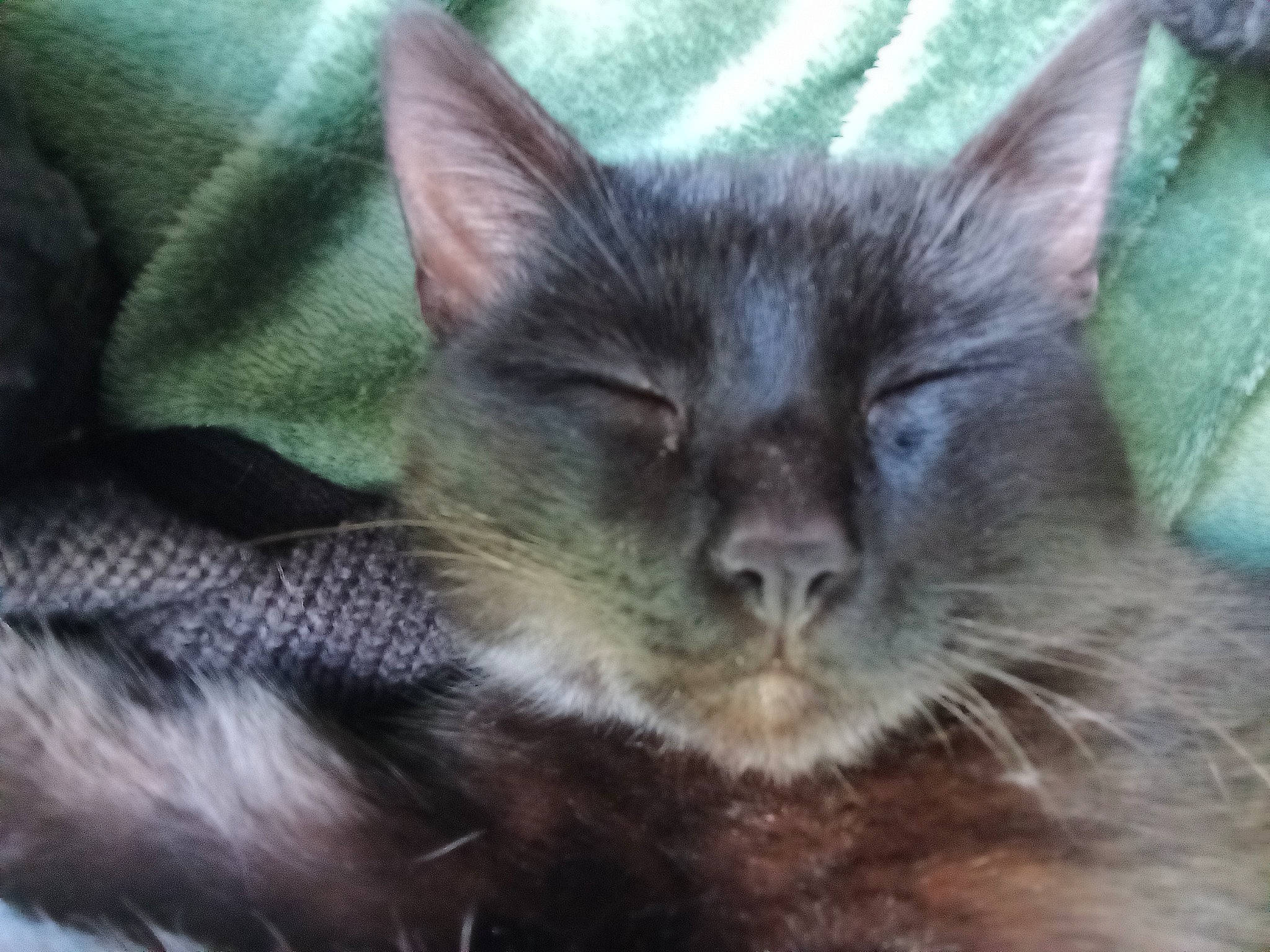 Bob participe au concours pour gagner de l'argent avec cette photo : black_cat, carnivore, cat, cat_supply, claw, close_up, domestic_short_haired_cat, ear, felidae, fur, korat, small_to_medium_sized_cats, snout, terrestrial_animal, whiskers, wildlife, window