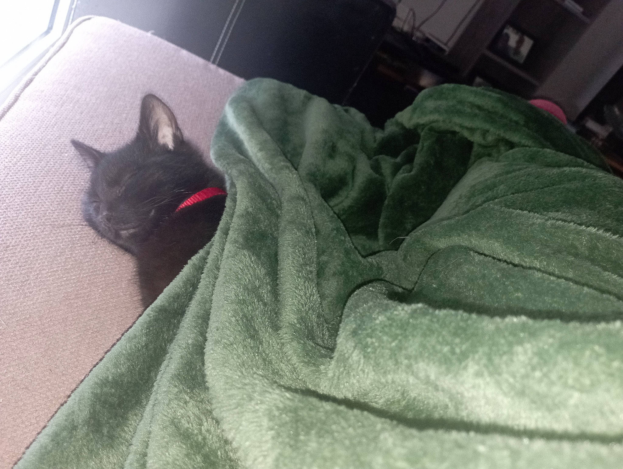 Bob participe au concours pour gagner de l'argent avec cette photo : black_cat, blanket, bombay, carmine, carnivore, cat, comfort, dog_breed, domestic_short_haired_cat, felidae, fur, grey, human_leg, linens, nap, room, small_to_medium_sized_cats, tail, textile, whiskers