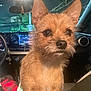 dog, car_interior, night, pet, scruffy, ears, dashboard, seat, window, animal, looking, brown_fur, close_up, companion, vehicle, lighting, cute, alert, domestic_animal, transportation