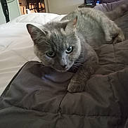 Princess joined the competition — help win amazing prizes! cat, gray_cat, indoor, blanket, bed, furniture, fan, television, chair, living_room, pet, animal, cozy, relaxed, looking, domestic, cute, soft_lighting, home, curious