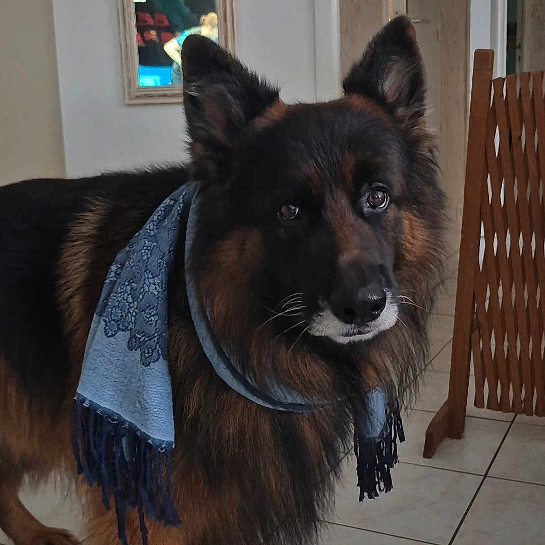 Raven participe au concours pour gagner de l'argent avec cette photo : animal, black, brown, curious, dog, domestic, ears, eyes, floor, fur, german_shepherd, indoor, mirror, pet, portrait, reflection, scarf, standing, tile, wooden_gate
