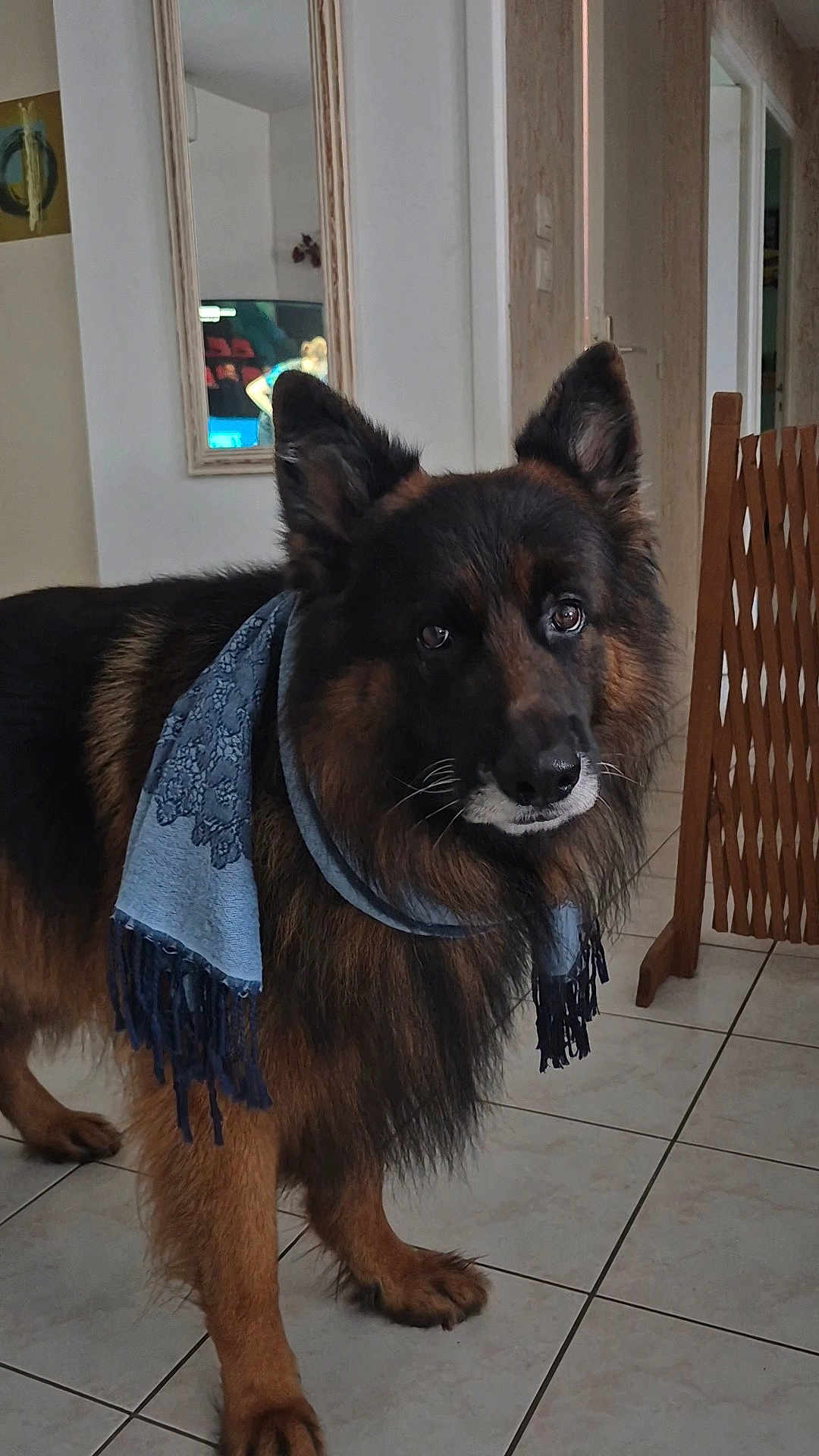 Raven participe au concours pour gagner de l'argent avec cette photo : dog, german_shepherd, scarf, indoor, floor, tile, mirror, reflection, wooden_gate, pet, animal, fur, ears, eyes, portrait, curious, brown, black, standing, domestic