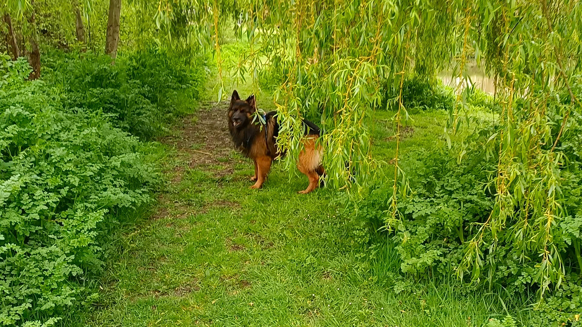 Raven a rejoint le concours — aidez-le/la à gagner de superbes lots ! canidae, carnivore, dog_breed, fawn, forest, grass, grass_family, grassland, groundcover, jungle, natural_landscape, pasture, plant, shrub, shrubland, sporting_group, tail, terrestrial_animal, terrestrial_plant, tree