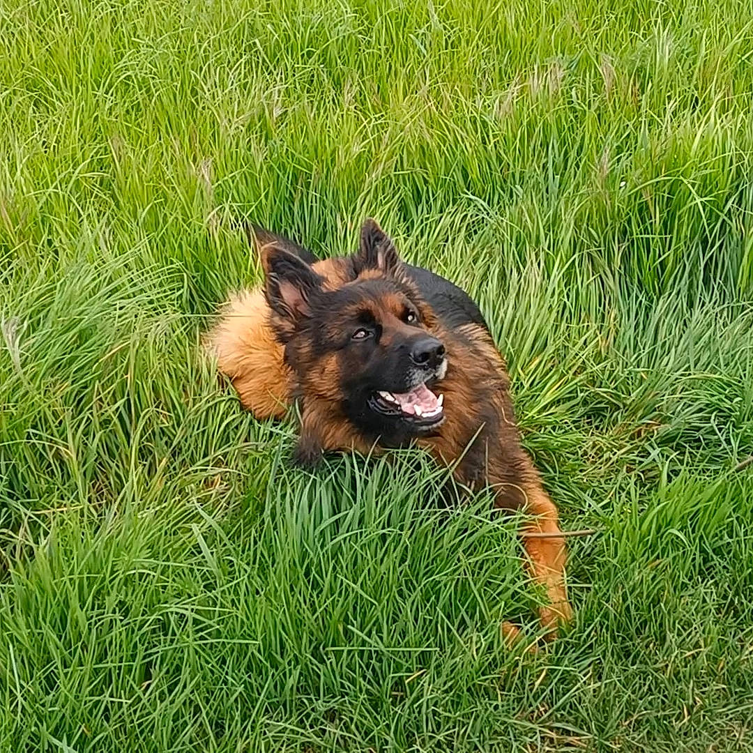 Raven participe au concours pour gagner de l'argent avec cette photo : canidae, carnivore, companion_dog, dog, dog_breed, field, grass, grassland, king_shepherd, liver, old_german_shepherd_dog, pasture, plant, prairie, sporting_group, tail, terrestrial_animal, whiskers, working_animal, working_dog