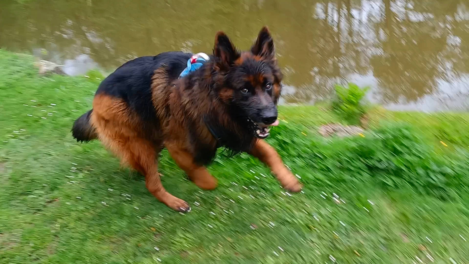 Raven participe au concours pour gagner de l'argent avec cette photo : bohemian_shepherd, canidae, carnivore, companion_dog, dog, dog_breed, dog_supply, fawn, german_shepherd_dog, grass, guard_dog, herding_dog, king_shepherd, old_german_shepherd_dog, plant, snout, sporting_group, working_animal, working_dog