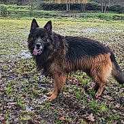 Raven participe au concours pour gagner de l'argent avec cette photo : dog, german_shepherd, mud, grass, field, leaves, outdoor, animal, pet, canine, nature, tongue_out, fur, forest_edge, wet_ground, playful, standing, ears_up, muzzle, tail