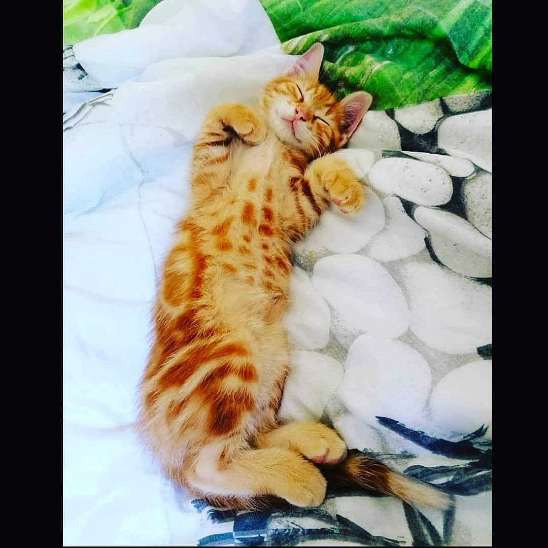 Peter a rejoint le concours — aidez-le/la à gagner de superbes lots ! aegean_cat, asian, bengal, carnivore, cat, felidae, kitten, mammal, organism, small_to_medium_sized_cats, tabby_cat, whiskers