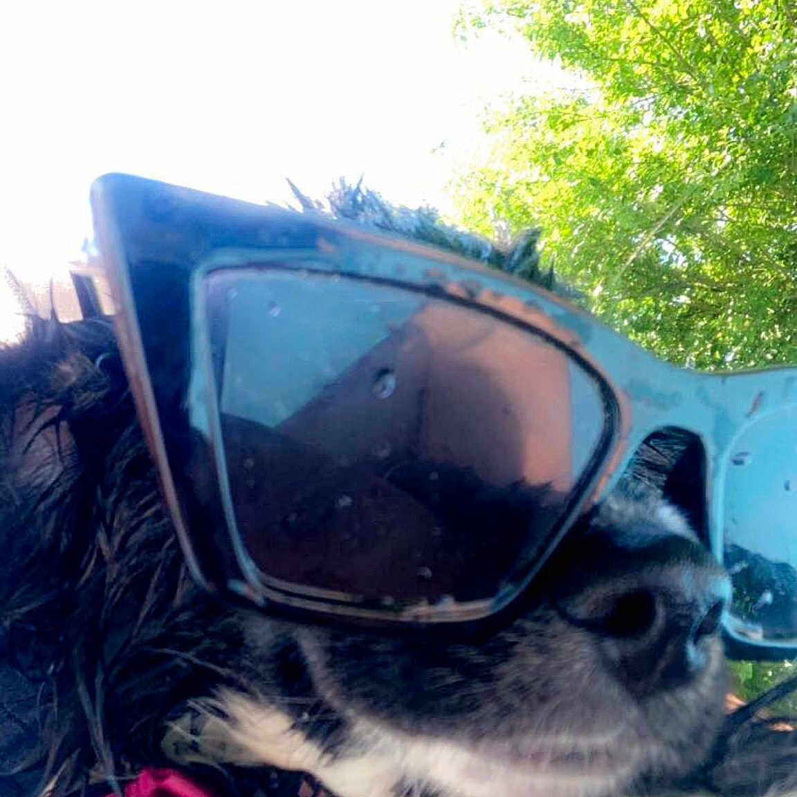 Maggie joined the competition — help win amazing prizes! carnivore, companion_dog, dog, dog_breed, dog_collar, electric_blue, eyewear, fawn, felidae, glasses, goggles, grass, helmet, personal_protective_equipment, plant, snout, sunglasses, tree, vision_care, whiskers