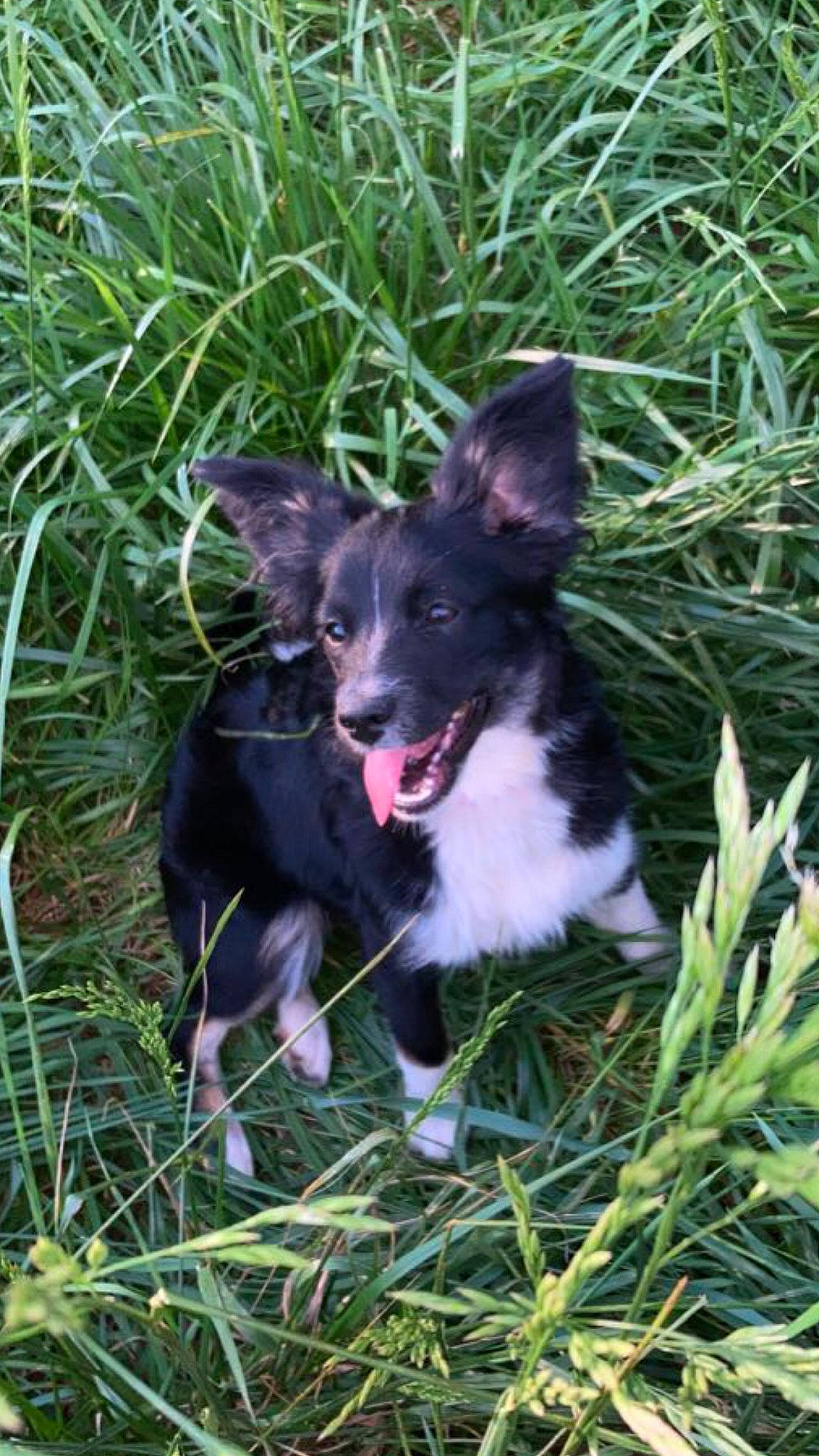 Maggie joined the competition — help win amazing prizes! canidae, carnivore, companion_dog, dog, dog_breed, grass, groundcover, herbaceous_plant, herding_dog, non_sporting_group, plant, poales, puppy, sedge_family, sporting_group, tail, whiskers, working_animal, working_dog