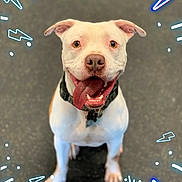 Harley Davidson Lang joined the competition — help win amazing prizes! dog, white_dog, tongue_out, smiling, pet, animal, collar, indoor, floor, playful, cute, happy, sitting, canine, mammal, lightning_bolt, doodles, artistic_overlay, close_up, friendly