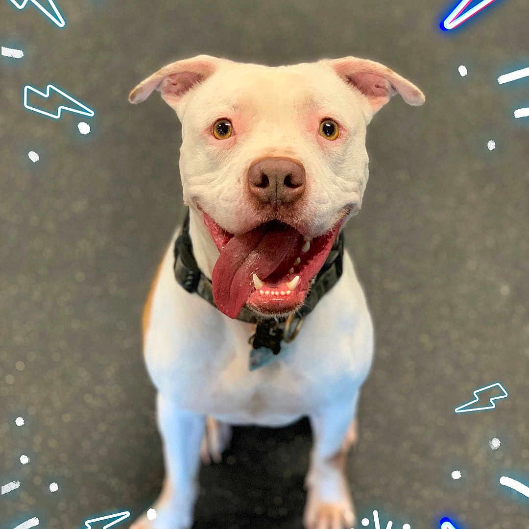 Harley Davidson Lang joined the competition — help win amazing prizes! animal, artistic_overlay, canine, close_up, collar, cute, dog, doodles, floor, friendly, happy, indoor, lightning_bolt, mammal, pet, playful, sitting, smiling, tongue_out, white_dog