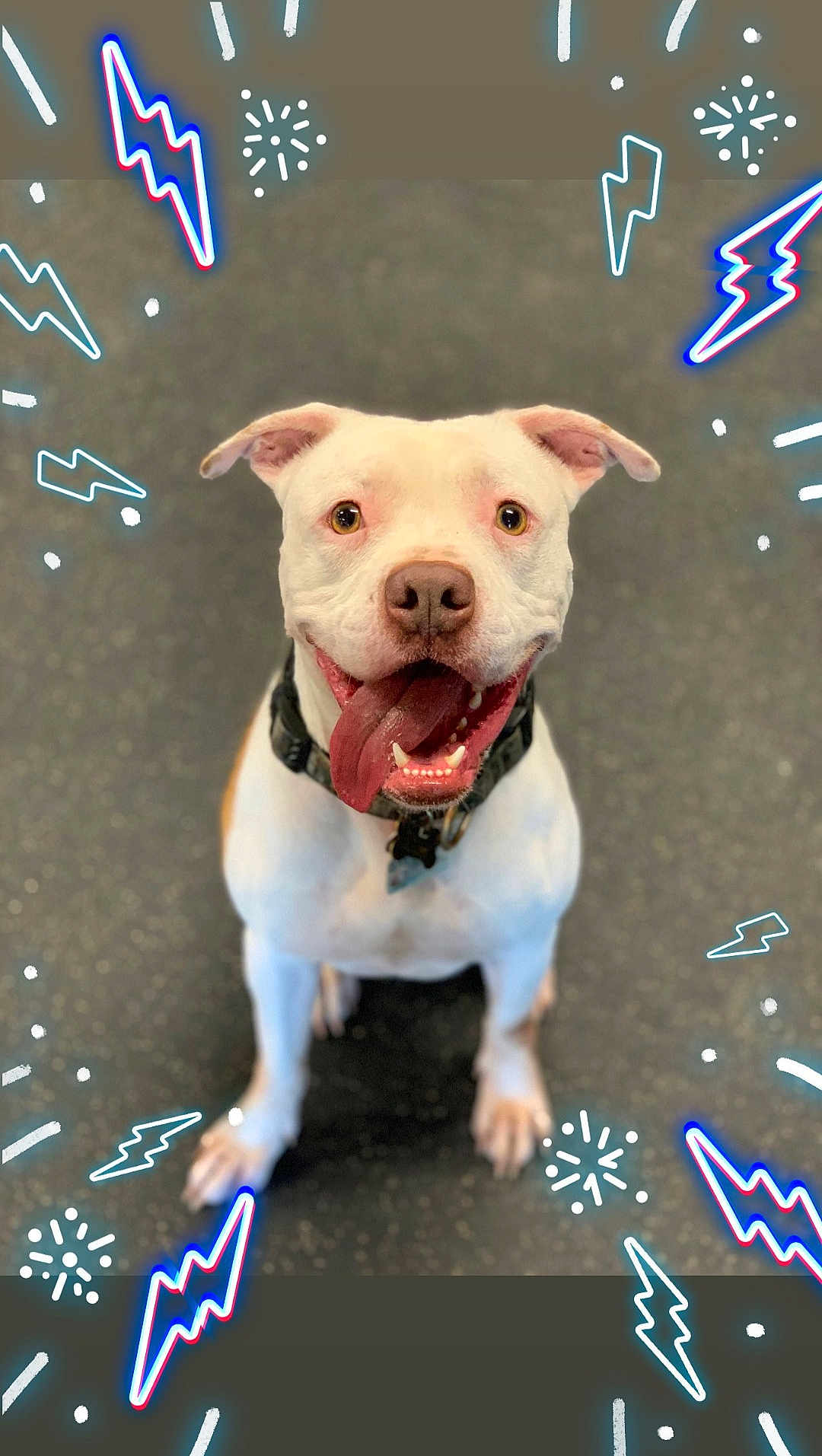 Harley Davidson Lang joined the competition — help win amazing prizes! dog, white_dog, tongue_out, smiling, pet, animal, collar, indoor, floor, playful, cute, happy, sitting, canine, mammal, lightning_bolt, doodles, artistic_overlay, close_up, friendly