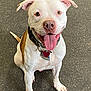 Harley Davidson Lang is registered to the contest to win money with this photo: animal, brown_spot, canine, close_up, collar, dog, domestic_animal, ears_up, floor, friendly, happy, indoor, looking_up, paw, pet, playful, short_hair, sitting, tongue_out, white_dog