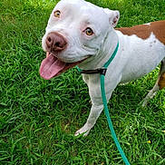 Harley Davidson Lang joined the competition — help win amazing prizes! animal, brown_spots, canine, close_up, dog, excited, friendly, grass, green_leash, happy, leash, nature, outdoor, pet, playful, smiling, summer, tongue_out, walking, white_dog