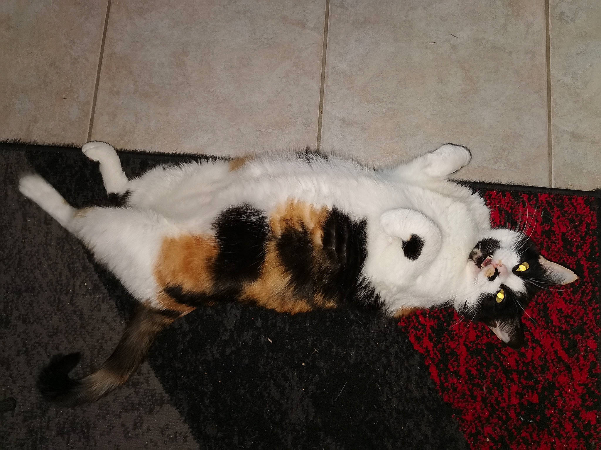 Holly a rejoint le concours — aidez-le/la à gagner de superbes lots ! canidae, carmine, carnivore, cat, claw, comfort, companion_dog, dog_breed, domestic_short_haired_cat, felidae, floor, flooring, fur, paw, small_to_medium_sized_cats, snout, sporting_group, tail, terrestrial_animal, whiskers