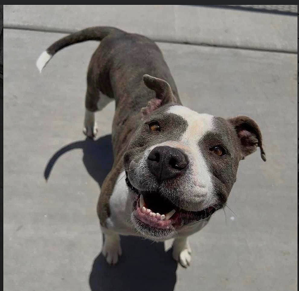 Hunny is registered to the contest to win money with this photo: ancient_dog_breeds, canidae, carnivore, collar, companion_dog, dog, dog_breed, dog_collar, eye, fawn, leash, metal, non_sporting_group, pet_supply, sporting_group, terrestrial_animal, whiskers, working_animal, working_dog