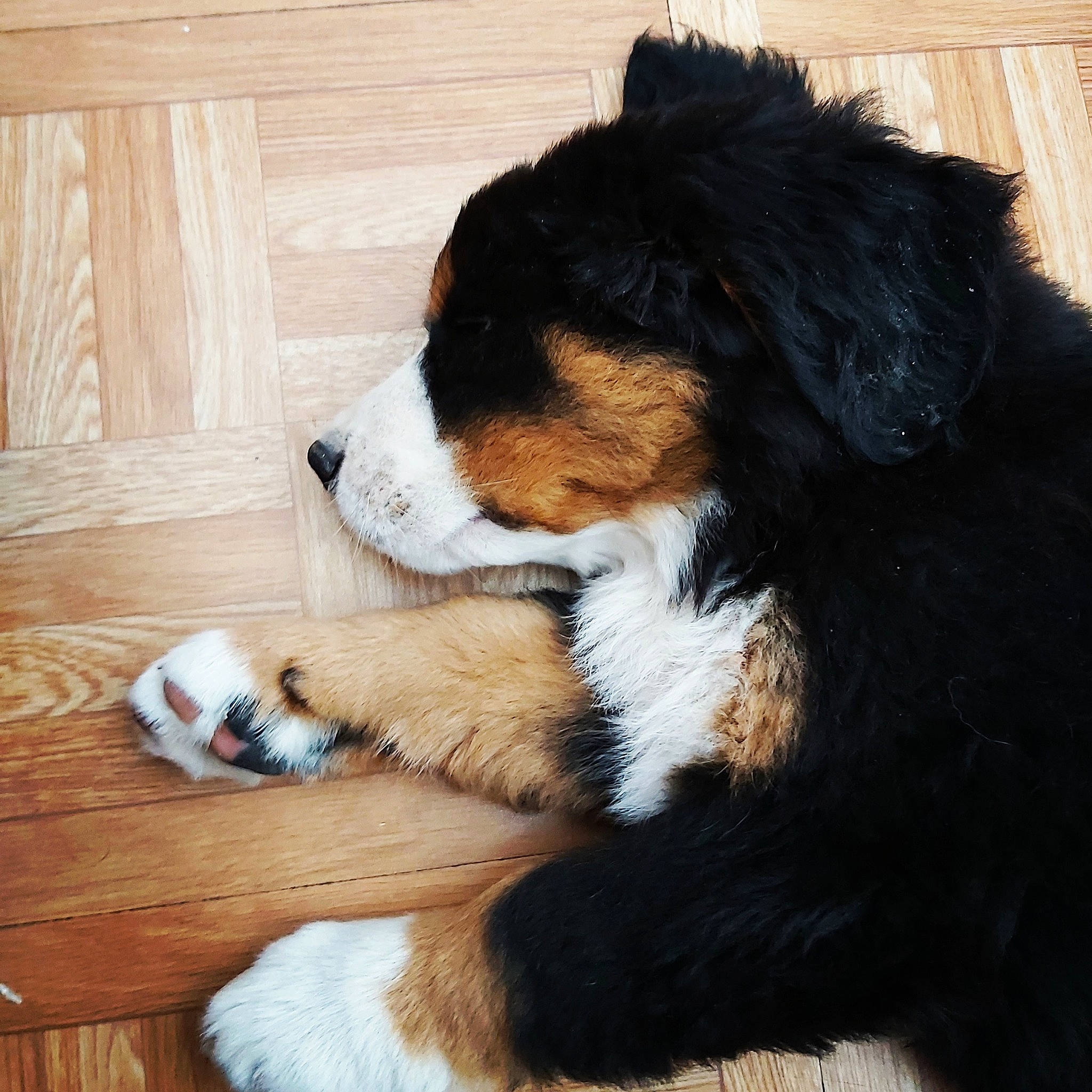 Rocky a rejoint le concours — aidez-le/la à gagner de superbes lots ! appenzeller_sennenhund, bernese_mountain_dog, canidae, carnivore, companion_dog, dog, dog_breed, english_shepherd, entlebucher_mountain_dog, greater_swiss_mountain_dog, mammal, puppy, puppy_love, rare_breed_dog, vertebrate, working_dog