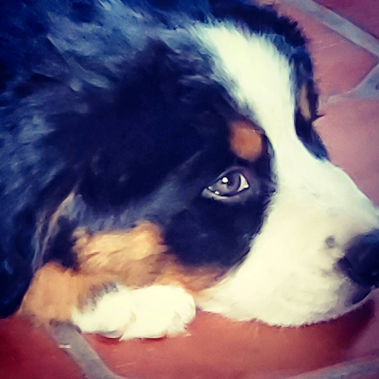 Rocky a rejoint le concours — aidez-le/la à gagner de superbes lots ! australian_shepherd, bernese_mountain_dog, canidae, carnivore, companion_dog, dog, dog_breed, english_shepherd, mammal, nose, puppy, snout, vertebrate, working_dog