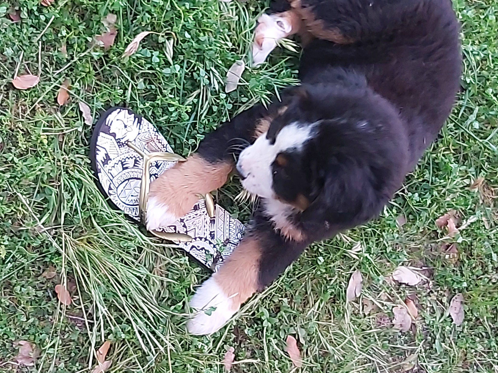 Rocky participe au concours pour gagner de l'argent avec cette photo : australian_shepherd, bernese_mountain_dog, canidae, carnivore, dog, dog_breed, english_shepherd, grass, mammal, miniature_australian_shepherd, sporting_group, tail, vertebrate