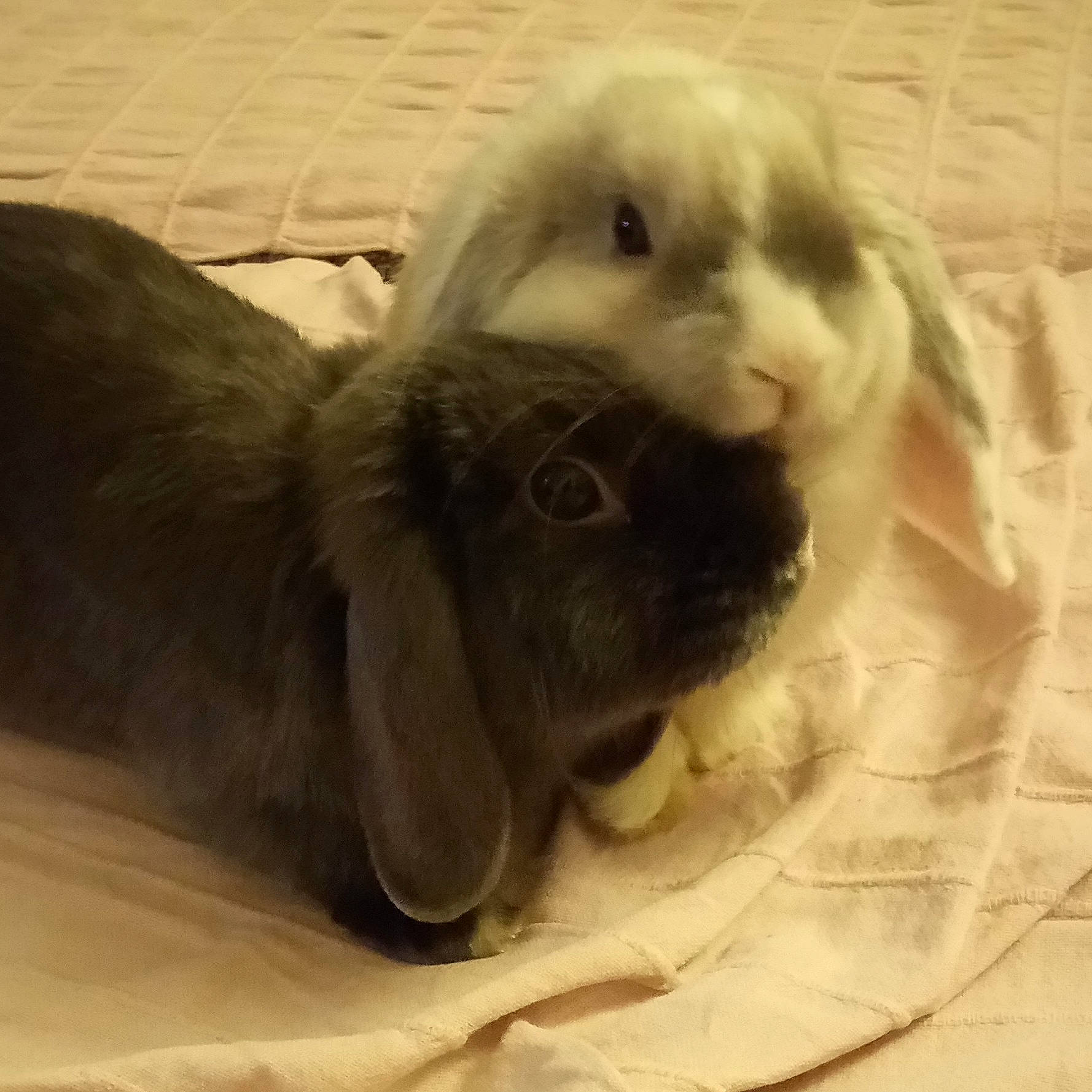 Sam a rejoint le concours — aidez-le/la à gagner de superbes lots ! dog_breed, domestic_rabbit, fawn, mammal, rabbit, rabbits_and_hares, snout, sporting_group, vertebrate, whiskers