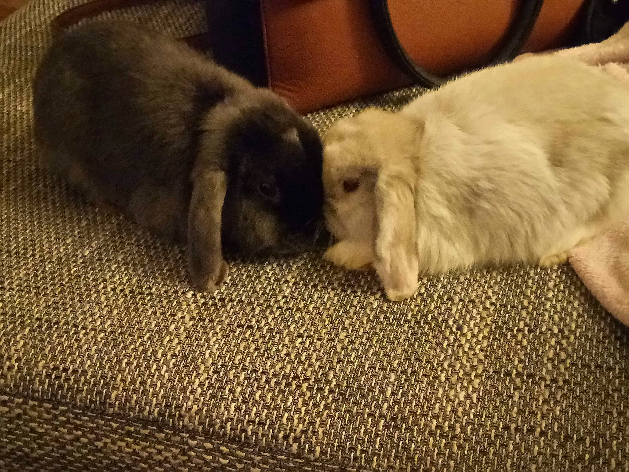 Sam participe au concours pour gagner de l'argent avec cette photo : canidae, carnivore, dog, dog_breed, domestic_rabbit, fawn, fur, mammal, puppy, sporting_group, vertebrate