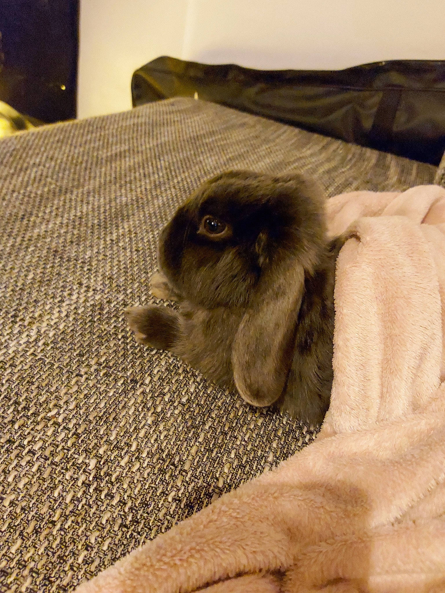 Sam a rejoint le concours — aidez-le/la à gagner de superbes lots ! bed, canidae, carnivore, cat, domestic_rabbit, ear, fawn, felidae, flooring, fur, linens, rabbit, rabbits_and_hares, small_to_medium_sized_cats, whiskers