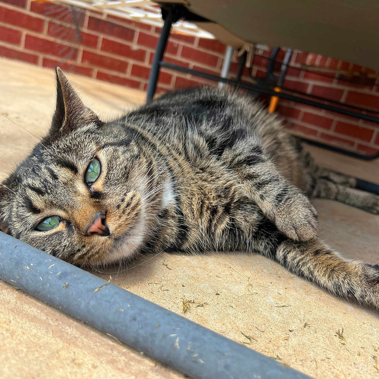 Gaia joined the competition — help win amazing prizes! abyssinian, animal, architecture, brick, building, cat, egyptiancat, handrail, hardwood, kitten, manx, outdoors, person, pet, plywood, shelter, slate, sleeping, wall, wood