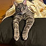 animal, black_surface, blanket, cat, companion, cozy, cute, domestic, ears, feline, fur, gray_tabby, indoor, looking_at_camera, paws, pet, relaxed, resting, sleepy, whiskers
