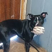 Oreos is registered to the contest to win money with this photo: dog, black_dog, indoor, wooden_floor, ball, toy, pet, animal, ears, standing, mouth, play, flash_reflection, wall, blue_wall, brown_wall, fur, canine, looking, domestic