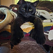Grimm joined the competition — help win amazing prizes! animal, black_cat, blanket, carpet, cat, close_up, cozy, curtains, ears, eyes, fur, furniture, home, indoor, living_room, paws, pet, relaxing, resting, whiskers