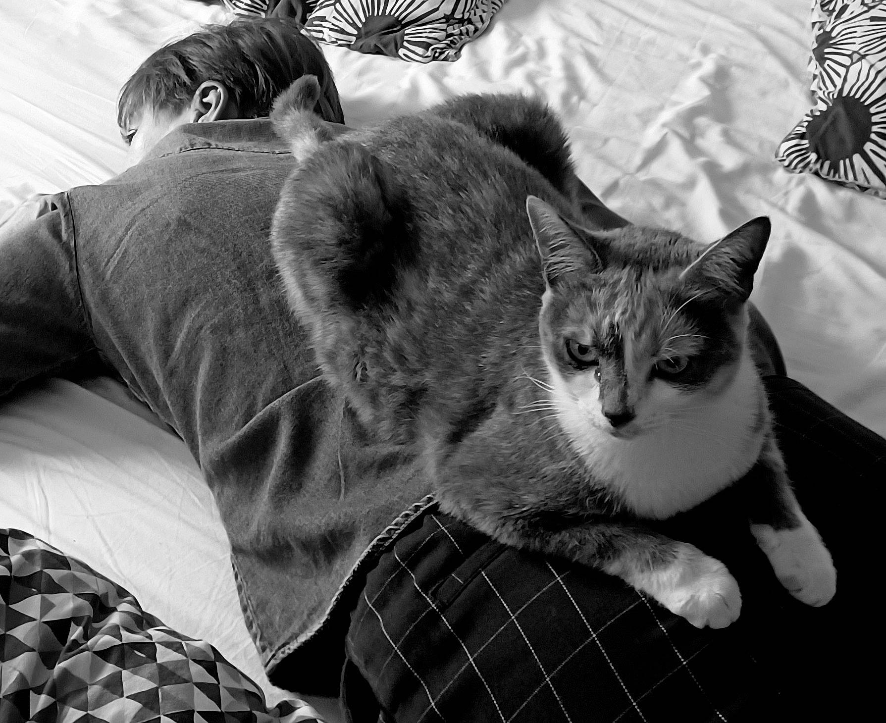 Zoya participe au concours pour gagner de l'argent avec cette photo : black, black_and_white, carnivore, cat, comfort, felidae, fur, grey, monochrome, monochrome_photography, pattern, plaid, small_to_medium_sized_cats, snout, style, tail, tartan, tree, whiskers, white