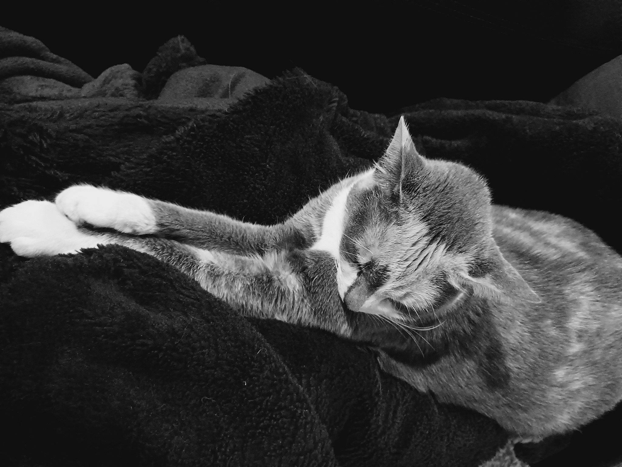 Zoya participe au concours pour gagner de l'argent avec cette photo : black_and_white, carnivore, cat, comfort, darkness, domestic_short_haired_cat, felidae, fur, gesture, grey, human_leg, monochrome, monochrome_photography, paw, sitting, small_to_medium_sized_cats, snout, style, tail, whiskers