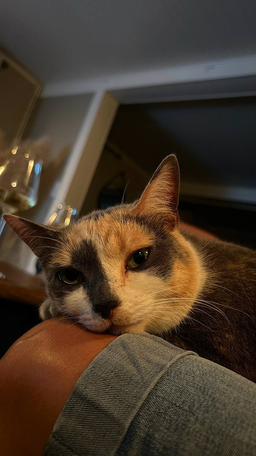 Zoya a rejoint le concours — aidez-le/la à gagner de superbes lots ! carnivore, cat, claw, comfort, domestic_short_haired_cat, fawn, felidae, fur, nap, paw, room, small_to_medium_sized_cats, snout, tail, terrestrial_animal, whiskers, window