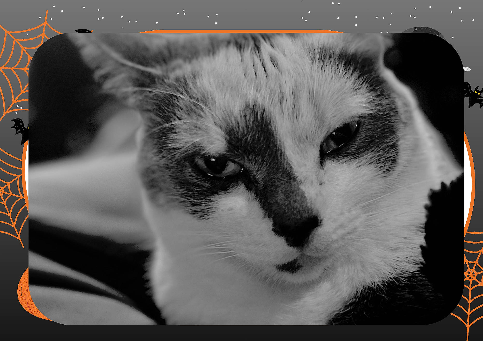 Zoya participe au concours pour gagner de l'argent avec cette photo : art, carnivore, cat, domestic_short_haired_cat, felidae, font, fur, monochrome, monochrome_photography, paw, photo_caption, picture_frame, rectangle, small_to_medium_sized_cats, still_life_photography, stock_photography, whiskers